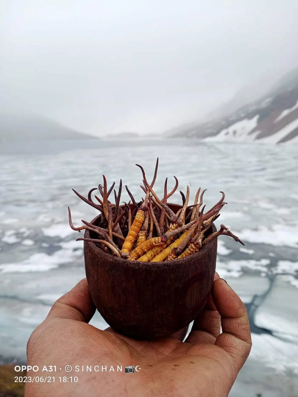 A hand holding cordyceps specimens with a frozen lake and mountains in the background.