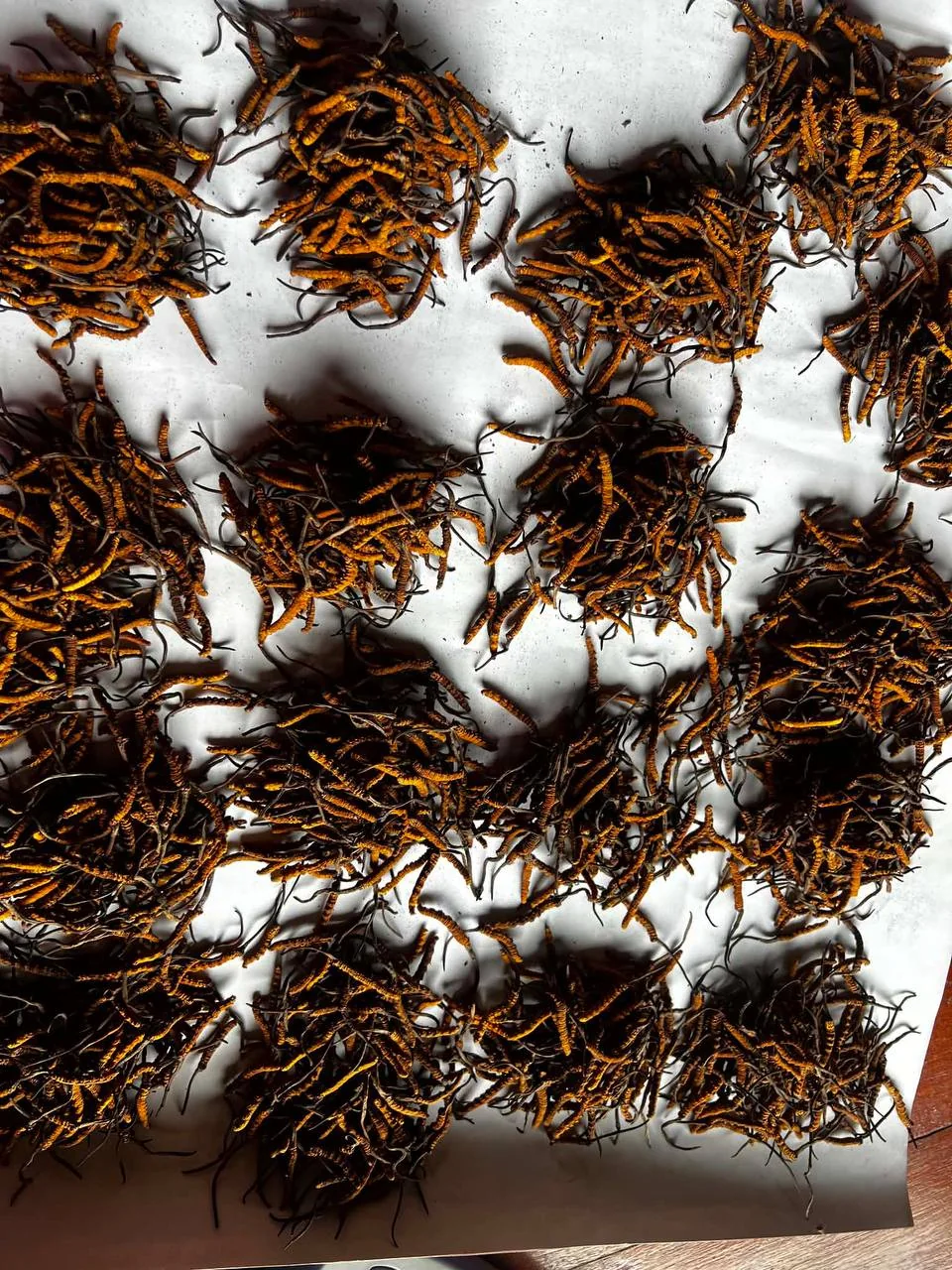 Groups of whole cordyceps specimens on a white surface.