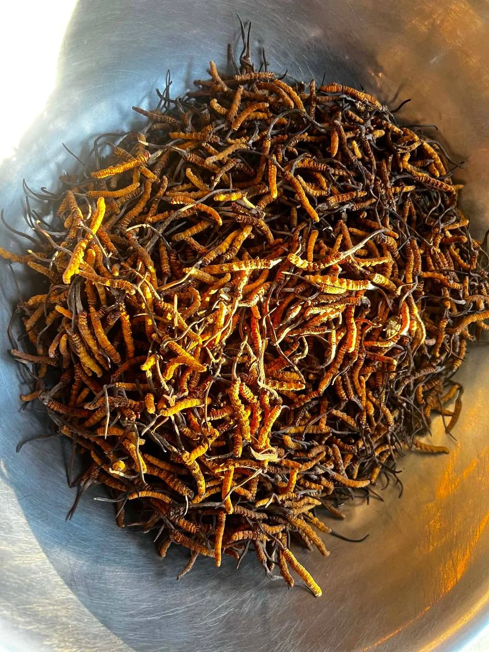 Whole cordyceps specimens in a metal container.