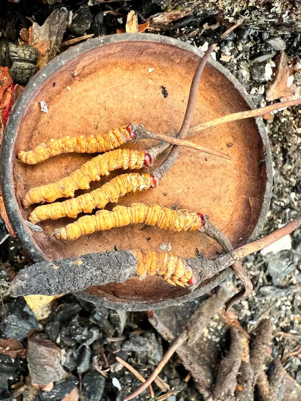 Three whole cordyceps specimens laid on a cut wooden surface.